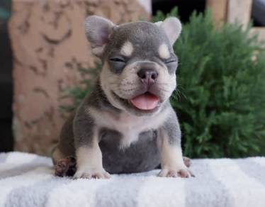 FRENCH BULLDOG PUPPIES VIP277🌻Cute  Boy ~ Girl
