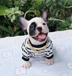 FRENCH BULLDOG PUPPIES VIP165🌻Cute & Healthy Boy