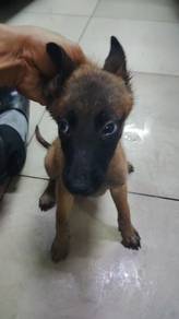 Malinois sheperd Female Dog