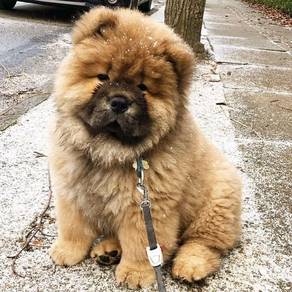 QQQ5000 Brown haired Chow Chow hairy puppy dog