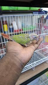 Burung cheek