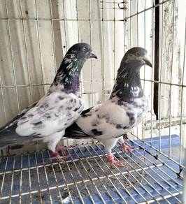 burung merpati Hiflyer induk