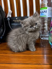 British Short Hair Kitten
