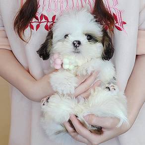ShihTzu