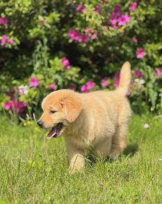 golden retriever puppies s