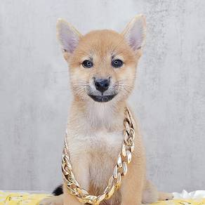 Shiba