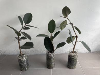 Indoor Rubber Plant