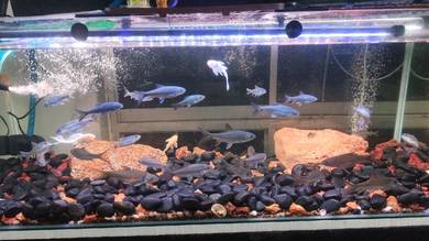 kelah biru neothai 2-5inch