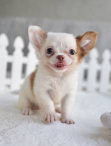 CHIHUAHUA PUPPIES 157🌷Head Apple Bonnie Dog Boy