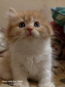 Dlh mix american curl