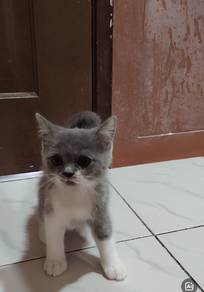 rehome