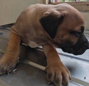 Fila Brasilero Mastiff