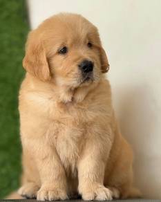 Golden Retriever @5