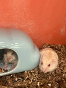 Pearl Hamsters for Sale