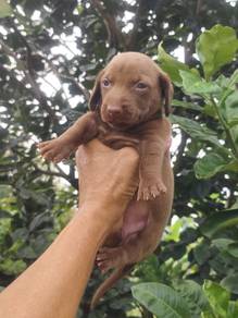 Pure Breed Smooth Coat Dachshund (F) 纯种短毛腊肠犬 女生 巧色