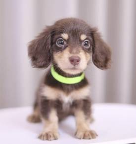 MINIATURE DACHSHUND Puppies D148 PREMIUM Quality
