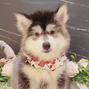 Husky