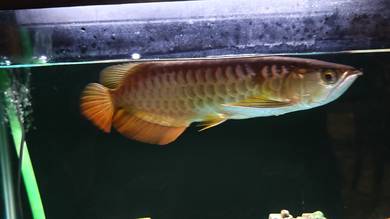 Arowana