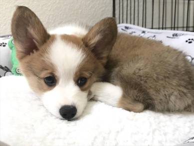F8871 Zoomy Corgi Adorable Short Leg Puppy Puppy