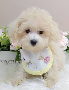 Maltipoo Tiny Toy
