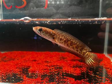Ikan Channa fish Auranti Cobra-5 inch (ACS-7)