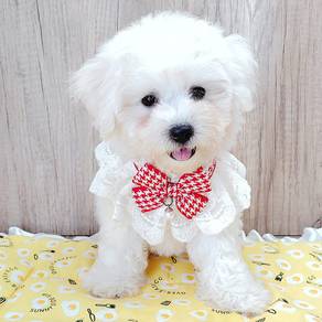 Bichon
