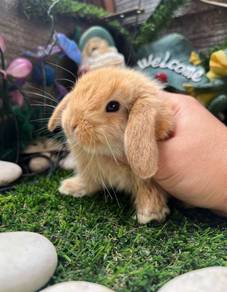 Holland lop