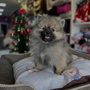 pomeranian&&