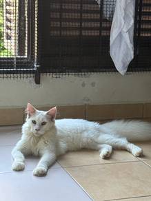 Female Mainecoon Purebreed