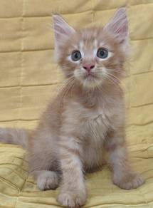 Mainecoon Male