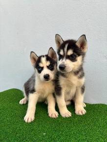 Pure Breed Husky Puppy