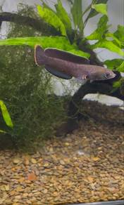 channa blue bengal