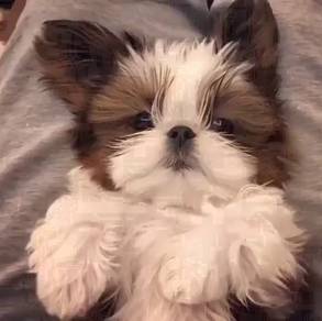 HHS788DV shih tzu adorable small size pet dog
