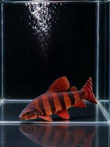 Six Barred Distichodus