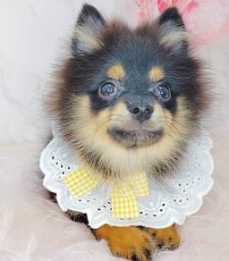Pomeranian
