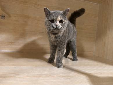 British Shorthair Blue Cream Betina BSH Female