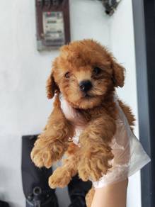 Toy poodle