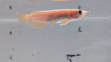 Super High Back Golden Arowana 