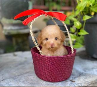 cavapoo puppy2
