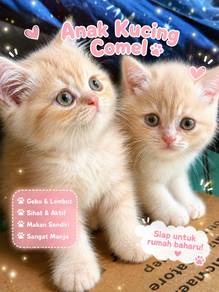 Bsh kitten
