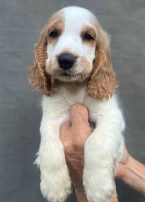 ENGLISH COCKER SPANIEL PUPPIES C54🌻 Male-Female