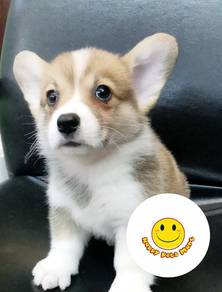 W99 Welsh Corgi beautiful puppy dog