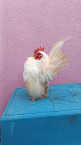 Ayam serama sepasang 