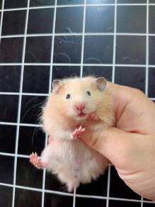 hamster bigbone 