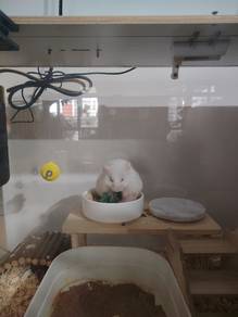syrian hamster