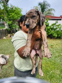 Great dane puppy/puppies