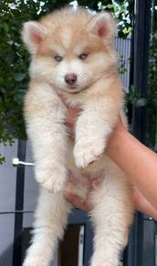 SIBERIAN HUSKY PUPPIES NA27 🌻 Fluffy Coat