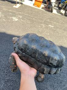 red foot tortoise