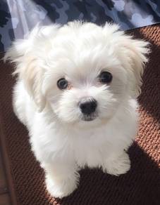 U1116 Round Bichon Poochon White Fluffy Cotton Bal