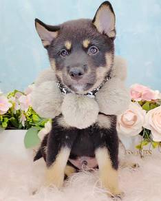 Shiba